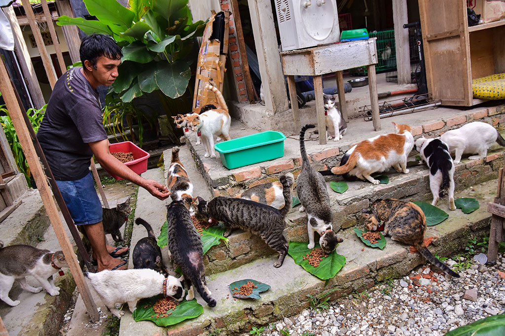 Awalnya sempat kewalahan untuk mengurusi puluhan kucing terlantar itu, namun dengan bantuan beberapa pihak akhirnya bisa menjadikan VR sebagai 'surga' bagi para kucing-kucing terlantar. Tindakan pertama adalah memastikan kucing-kucing itu tidak kelaparan, sehingga tempat itu selalu menyediakan makanan kering selama 24 jam dan makanan utama sebanyak dua kali sehari.