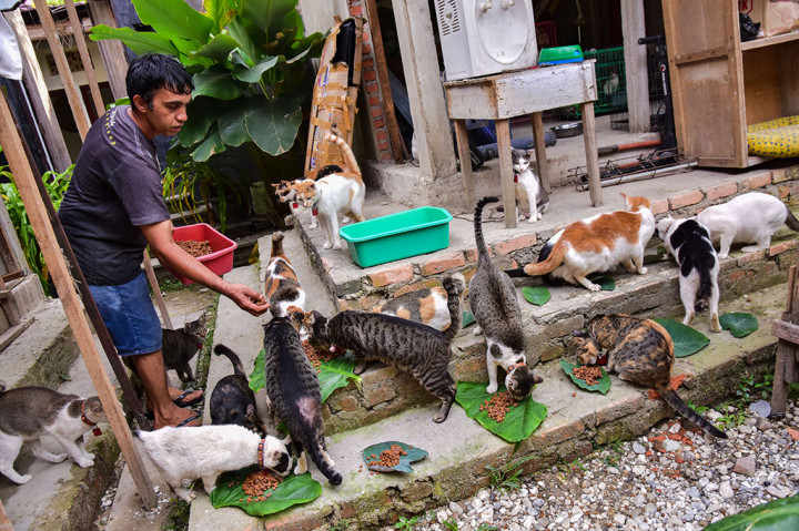 Awalnya sempat kewalahan untuk mengurusi puluhan kucing terlantar itu, namun dengan bantuan beberapa pihak akhirnya bisa menjadikan VR sebagai 'surga' bagi para kucing-kucing terlantar. Tindakan pertama adalah memastikan kucing-kucing itu tidak kelaparan, sehingga tempat itu selalu menyediakan makanan kering selama 24 jam dan makanan utama sebanyak dua kali sehari.