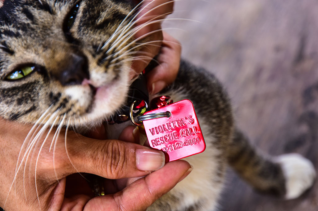 Setiap kucing VR yang dibiarkan berkeliaran memiliki tanda khusus berupa kalung dengan bandul lonceng dan plat warna merah. Di plat itu tertulis nama Violetta's Rescue dan nomor telepon.