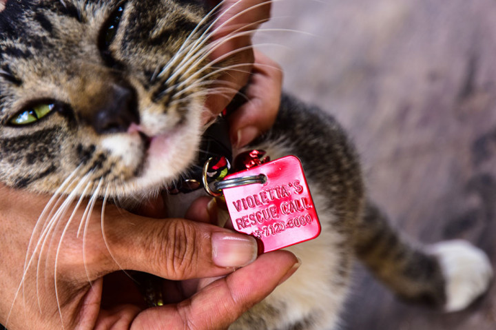 Setiap kucing VR yang dibiarkan berkeliaran memiliki tanda khusus berupa kalung dengan bandul lonceng dan plat warna merah. Di plat itu tertulis nama Violetta's Rescue dan nomor telepon.