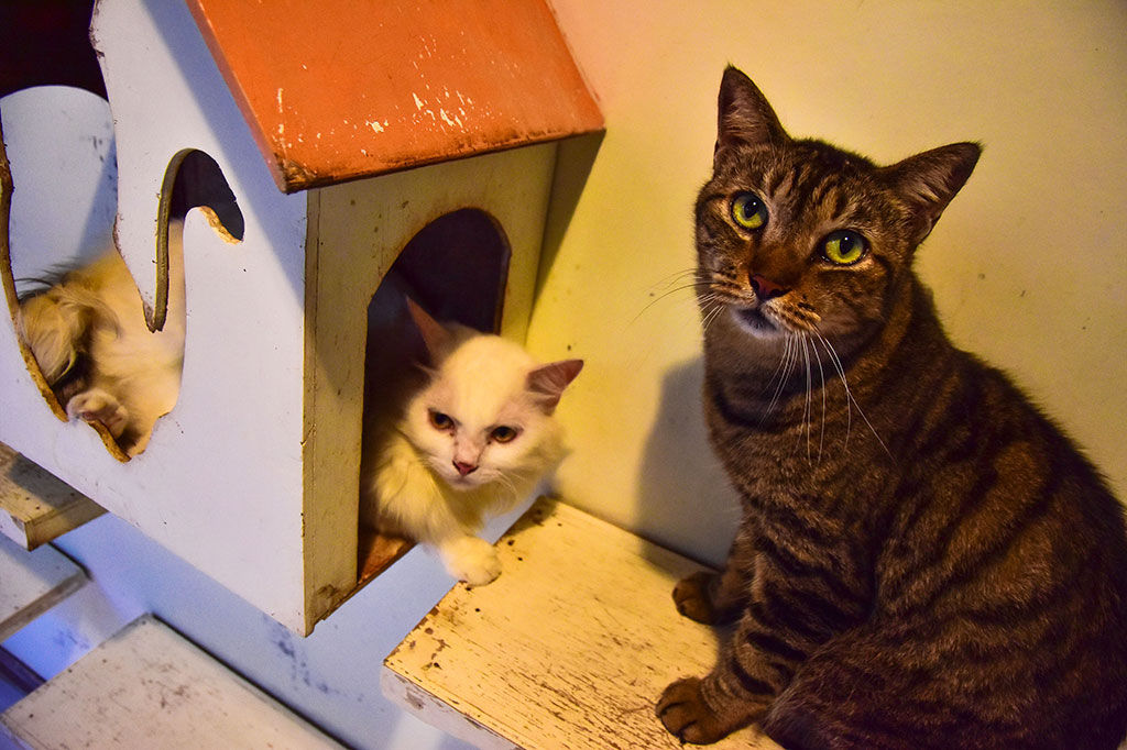 Tidak terasa sudah 13 tahun Violetta menjalani pilihan hidupnya sebagai ibu pelindung kucing terlantar di Kota Pekanbaru, Riau. Kebanyakan kucing yang diselamatkan adalah korban tabrak lari dan korban penganiayaan manusia.