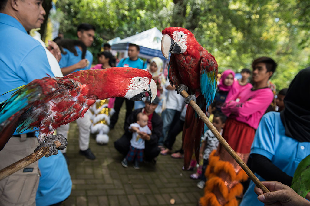 Parade dimeriahkan arak-arakan sejumlah satwa, seperti unta, kuda, ular, binturung dan burung-burung.