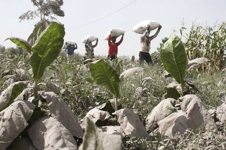 Petani melintas di areal tanaman yang tertutup debu vulkanik erupsi Gunung Sinabung pascaerupsi, di Karo. ANTARA/Ahmad Putra