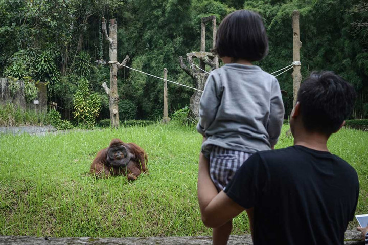 Pengunjung melihat Ozon, 22, orang utan kalimantan (Pongo pygmaeus) yang saat ini viral di media sosial akibat pengunjung memberinya rokok, di Kebun Binatang Bandung (Bandung Zoo), Jawa Barat, Kamis, 8 Maret 2018. ANTARA/Raisan Al Farisi