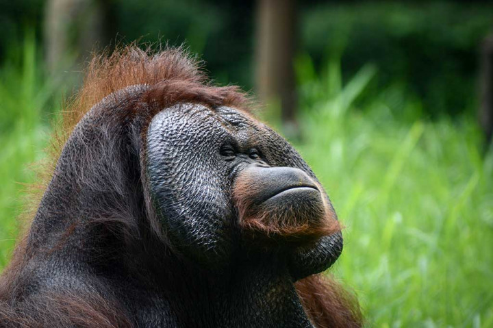 Selain menempuh jalur hukum, pengelola Bandung Zoo akan memberikan sanksi sosial kepada pelempar rokok dengan cara mempublikasikan fotonya melalui media sosial dan selebaran.