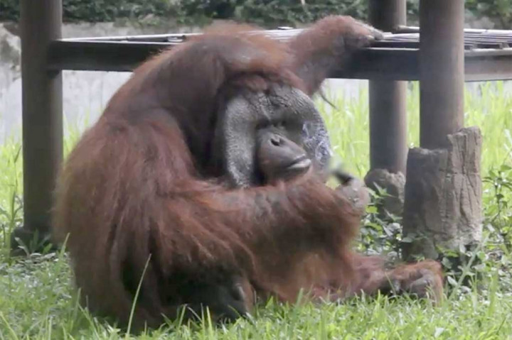 Sulhan mengatakan, pengunjung yang memberikan rokok ke orang utan terekam jelas dalam video yang berdurasi satu menit. Selain itu, CCTV di sekitar lokasi akan membantu pengelola dalam mengumpulkan gambaran jelas mengenai identitas pelaku. Menurutnya, tindakan pelaku yang memberi rokok ke orang utan sangat tidak patut. AFP/Indonesia Animal Welfare Society