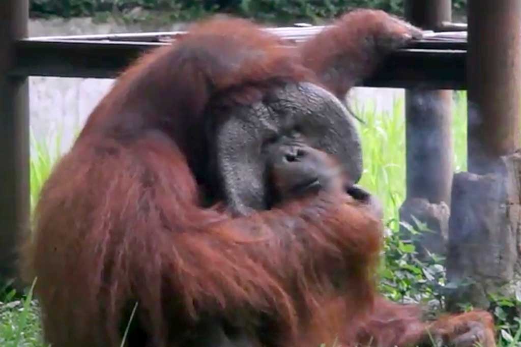 Sebelumnya, beredar video berdurasi satu menit yang memperlihatkan Ozon memungut dan mengisap rokok yang dibuang ke dalam kandang secara sengaja oleh seorang pengunjung. Hal tersebut mengundang keprihatinan dari berbagai pihak. AFP/Indonesia Animal Welfare Society