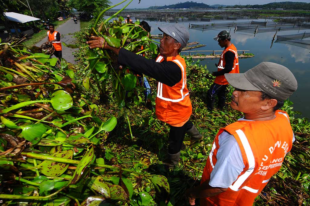 Bupati Klaten Sri Mulyani yang memimpin langsung kegiatan tersebut menyatakan bahwa pembersihan akan terus dilakukan sampai tumbuhan air itu hilang dari permukaan air. ANTARA/Aloysius Jarot Nugroho