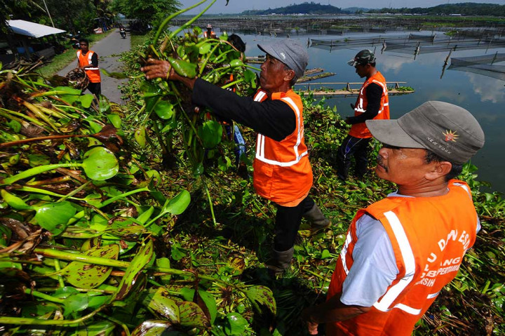 Bupati Klaten Sri Mulyani yang memimpin langsung kegiatan tersebut menyatakan bahwa pembersihan akan terus dilakukan sampai tumbuhan air itu hilang dari permukaan air. ANTARA/Aloysius Jarot Nugroho