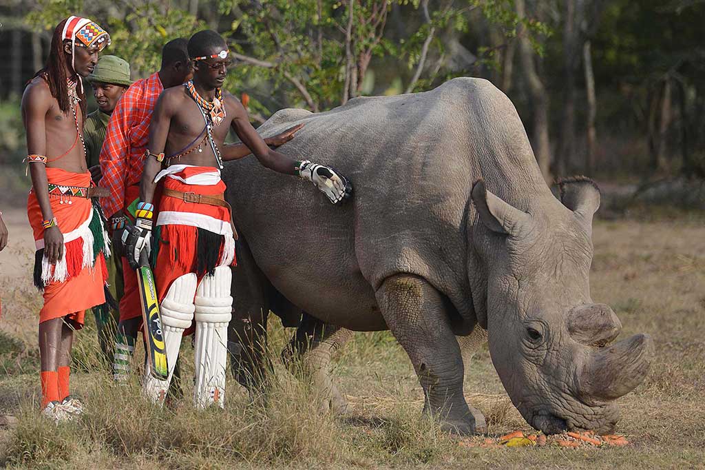 Secara teoritis, kematian Sudan menjamin kepunahan subspesies badak tersebut. Namun para ilmuwan telah mengumpulkan materi genetiknya dan sedang mengerjakan pengembangan teknik fertilisasi in-vitro (IVF) untuk melestarikan subspesies tersebut.