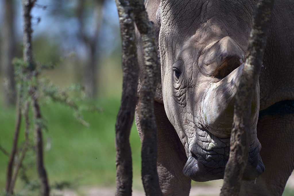 Populasi badak putih utara di Uganda, Republik Afrika Tengah, Sudan, dan Chad sebagian besar punah saat krisis perburuan pada 1970-an dan 80-an, didorong oleh permintaan cula badak untuk pengobatan tradisional Tiongkok dan gagang belati di Yaman.