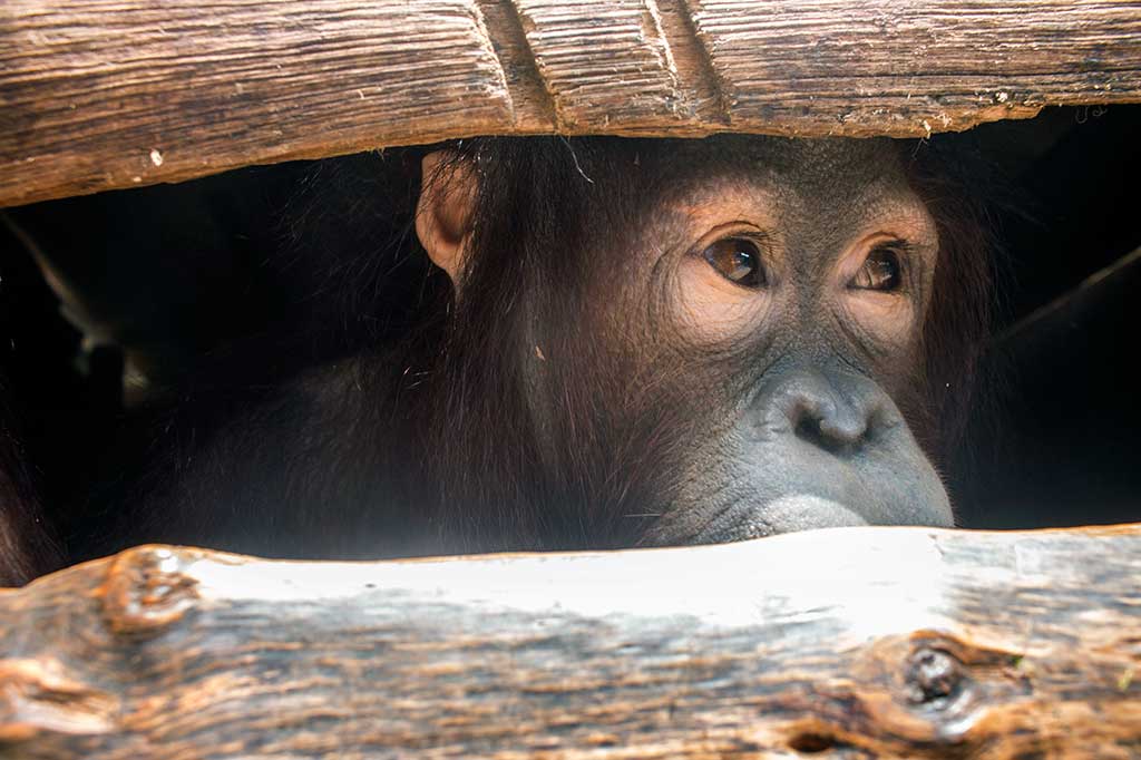 Dua Orang Utan Peliharaan Warga Dievakuasi