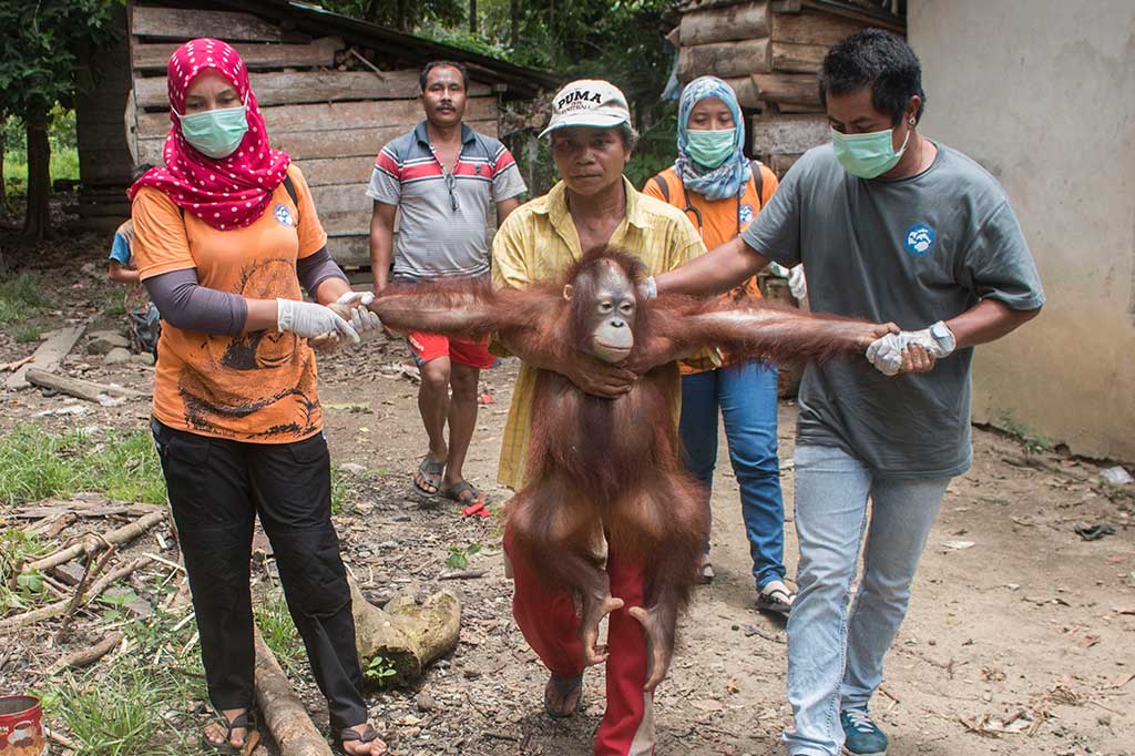 Dua Orang Utan Peliharaan Warga Dievakuasi