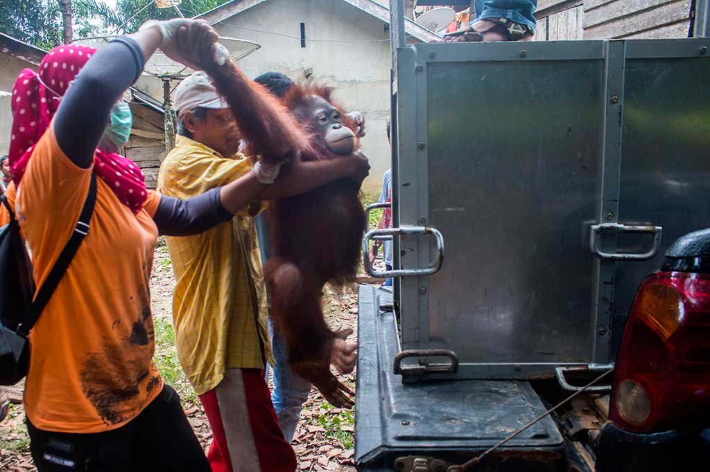 International Animal Rescue (IAR) Indonesia bekerja sama dengan BKSDA Seksi Konservasi Wilayah (SKW) I Ketapang menyelamatkan dua individu orang utan bernama Utu dan Joy, yang telah dipelihara dua warga kampung itu selama lima tahun terakhir.