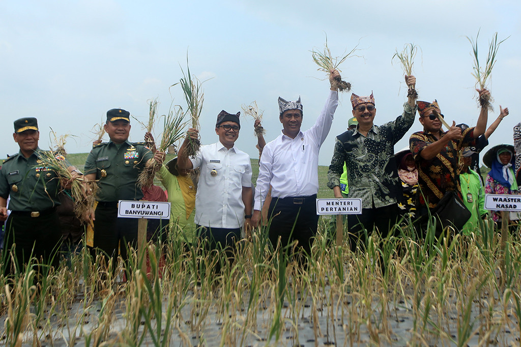 Menteri Pertanian Amran Sulaiman (ketiga kanan) bersama Bupati Banyuwangi Abdullah Azwar Anas (ketiga kiri) memanen bawang putih di sentra baru pengembangan bawang putih di Licin, Banyuwangi, Jawa Timur.