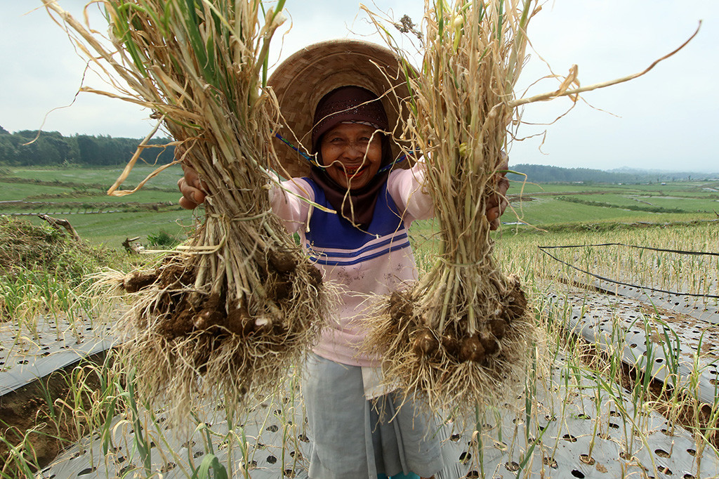 Panen perdana bawang putih di atas lahan seluas 116 hektare di Banyuwangi itu dalam rangka mendukung pencapaian target swasembada bawang putih nasional yang dicanangkan Kementerian Pertanian. 