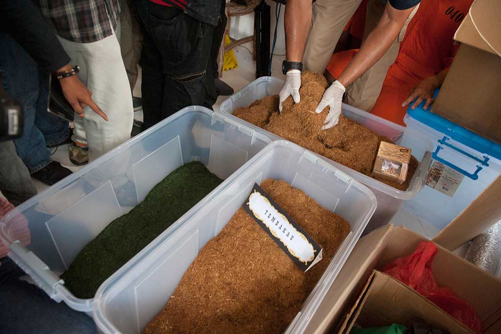 Sebelumnya, pada 22 Maret 2018 lalu, petugas mengungkap pabrik tembakau gorila. Dari pengungkapan tersebut petugas menangkap dua tersangka dan menyita 2,5 kg zat 5-Fluoro ADB, 1,5 kg zat FUB-AMB, 27,8 kg tembakau gorila, 20 kg tembakau kering, 699 batang cerutu, puluhan botol zat pewarna, dan perasa serta mesin pencampur.