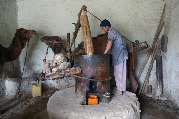 Pemilik industri rumahan minyak wijen di Mazar-i-Sharif, Afghanistan mempekerjakan dua ekor unta untuk membantu pekerjaannya. 