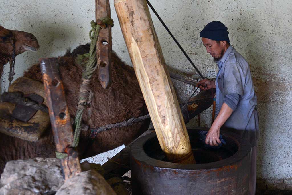 Unta-unta tersebut bertugas menggiling minyak wijen dan mengubahnya menjadi minyak. Unta ini mengelilingi penggilingan dengan sejumlah alat yang diikatkan di tubuhnya. Alat inilah yang menggerakkan penggilingan hingga biji wijen mengeluarkan minyak. Jika bijinya berkualitas bagus, satu kilogram bisa menghasilkan setengah liter minyak.