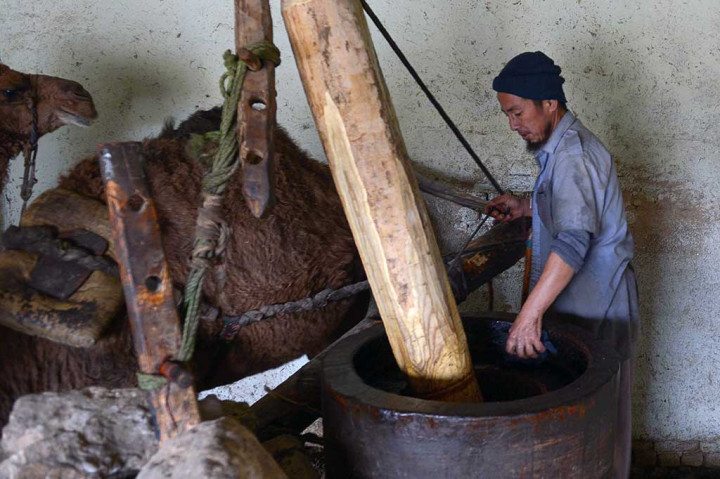 Unta-unta tersebut bertugas menggiling minyak wijen dan mengubahnya menjadi minyak. Unta ini mengelilingi penggilingan dengan sejumlah alat yang diikatkan di tubuhnya. Alat inilah yang menggerakkan penggilingan hingga biji wijen mengeluarkan minyak. Jika bijinya berkualitas bagus, satu kilogram bisa menghasilkan setengah liter minyak.