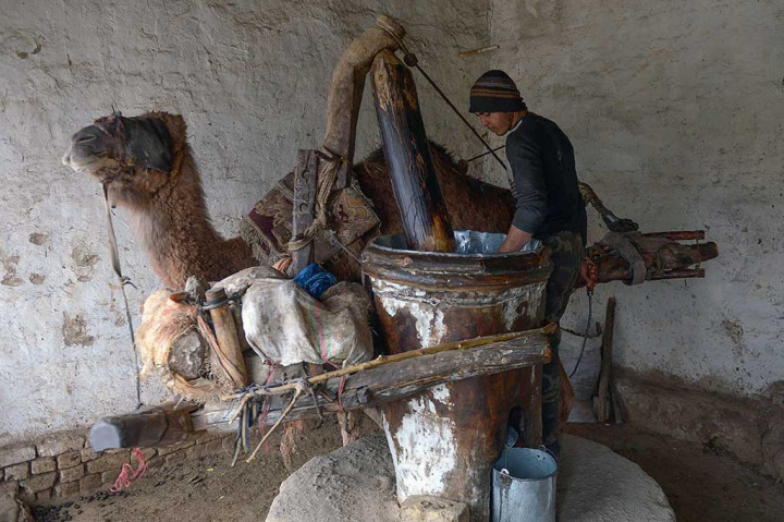 Dua unta bergantian setiap dua jam sekali untuk bekerja menggiling biji wijen. Dalam setiap pembagian waktu kerja, hewan tersebut setidaknya menggiling seberat 11 kg biji wijen. Salah satu mata unta harus ditutup untuk mempersempit pandangan mereka. Dalam sehari seekor unta bisa bekerja selama 10 jam.