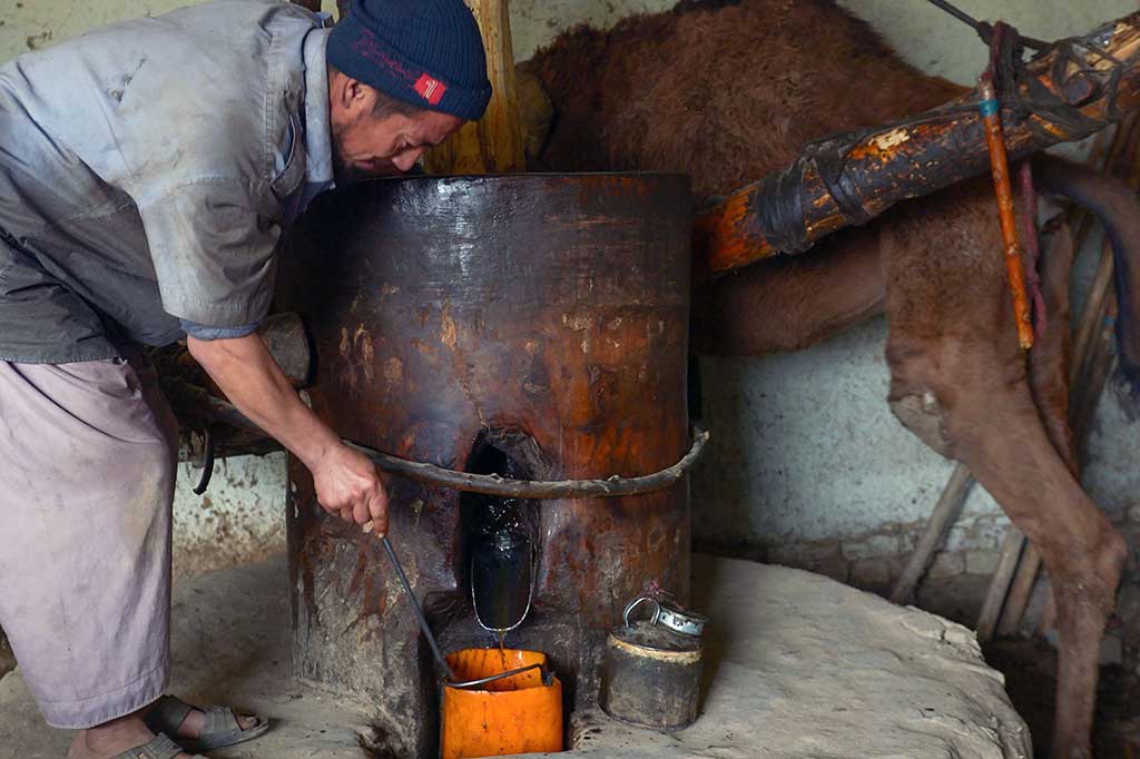 Minyak wijen industri rumahan tersebut sangat digemari oleh warga. Bayak penduduk yang datang untuk membeli minyak wijen buatan unta ini. Minyak ini biasa digunakan untuk memasak kabuli palau, masakan tradisional Afghanistan berbahan dasar nasi. 