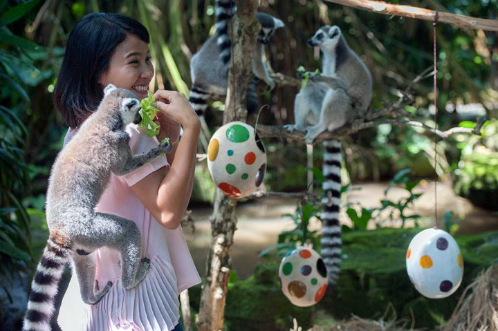 Beberapa lemur (Lemur catta) tengah menikmati hidangan spesial yang diletakkan di dalam 'telur paskah' di Bali Zoo, Gianyar, Jumat, 30 Maret 2018. Kegiatan tersebut merupakan serangkaian program 'enrichment' yaitu melatih insting perburuan makanan bagi hewan liar tersebut sekaligus sebagai atraksi menarik bagi wisatawan yang berkunjung.