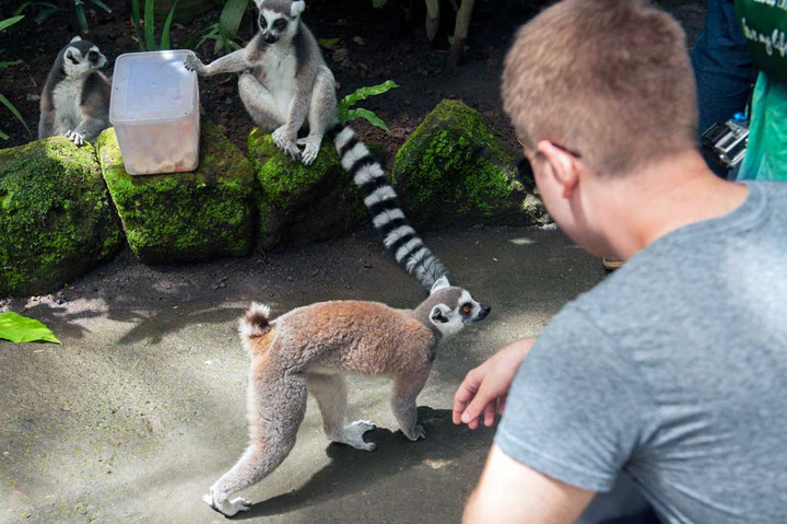 Hewan berwarna abu-abu dan hitam tersebut mengerumuni telur yang di dalamnya terdapat berbagai macam sayuran, termasuk selada, kacang-kacangan, dan anggur.