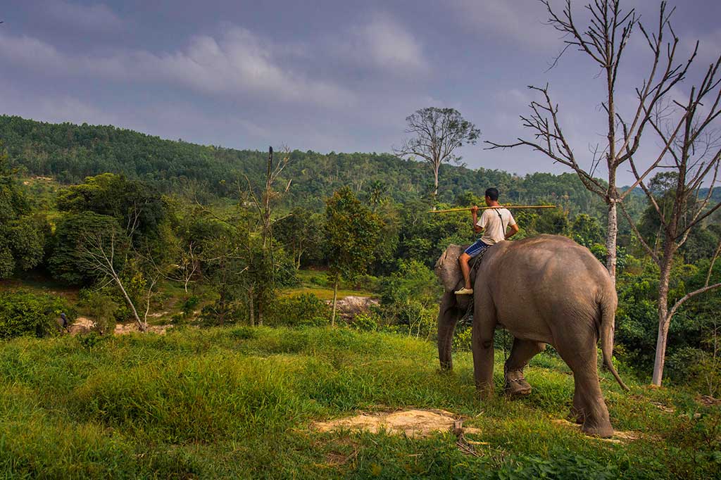 Data dari Forum Konservasi Gajah Indonesia menyebutkan, populasi gajah Sumatra (Elephas maximus sumatranus) menurun drastis hingga 70 persen dalam kurun 20-30 tahun terakhir dan diperkirakan tinggal sekitar 1.970 ekor pada 2013 karena ancaman kehilangan habitat hutan, konflik dengan manusia serta perburuan gading.