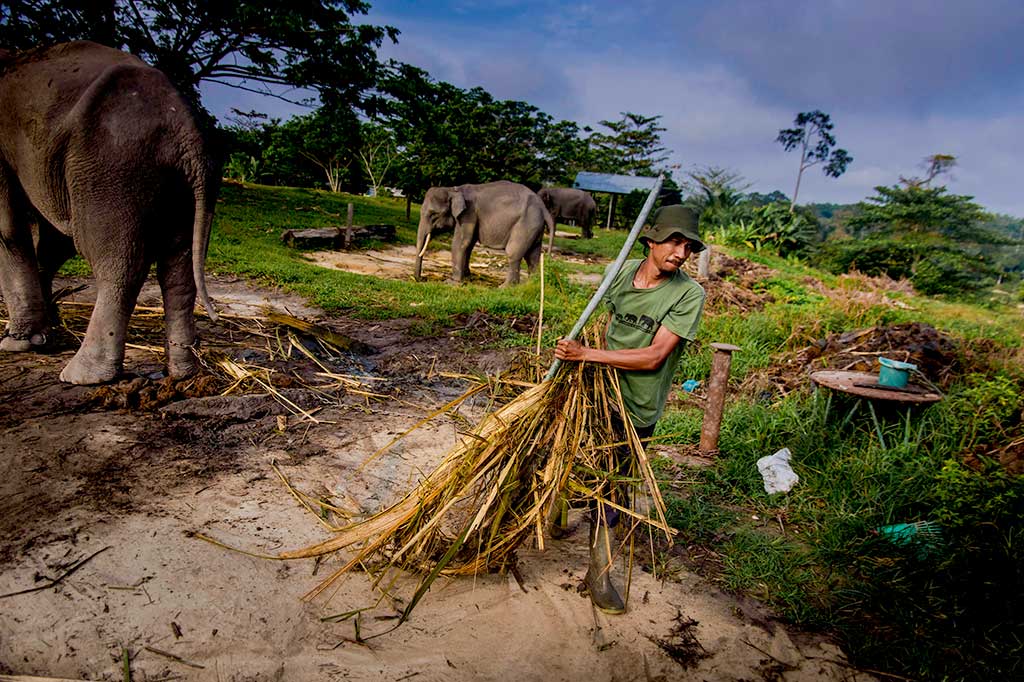 Pusat Konservasi Gajah (PKG) di daerah Minas, Kabupaten Siak, Riau, menjadi suaka kecil untuk kelangsungan hewan yang terancam punah itu. PKG Riau merupakan sebuah unit di Balai Besar Konservasi Sumber Daya Alam (BBKSDA) Riau, yang merupakan badan di bawah naungan Kementerian Lingkungan Hidup dan Kehutanan.
