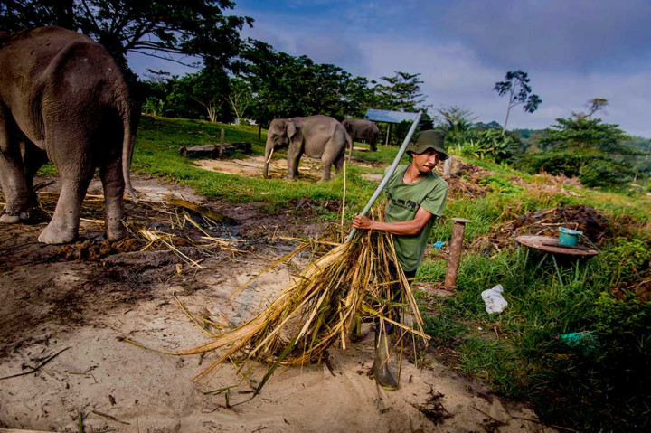 Pusat Konservasi Gajah (PKG) di daerah Minas, Kabupaten Siak, Riau, menjadi suaka kecil untuk kelangsungan hewan yang terancam punah itu. PKG Riau merupakan sebuah unit di Balai Besar Konservasi Sumber Daya Alam (BBKSDA) Riau, yang merupakan badan di bawah naungan Kementerian Lingkungan Hidup dan Kehutanan.
