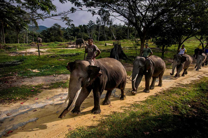 Keberadaan suaka gajah yang dahulu bernama Pusat Latihan Gajah (PLG) Riau itu mengalami pasang-surut sejak awal dibentuk sekitar  1988. Lokasi pertama kali di Sebanga, Kabupaten Bengkalis, namun terpaksa tiga kali pindah tempat karena tingginya konflik dengan masyarakat setempat.