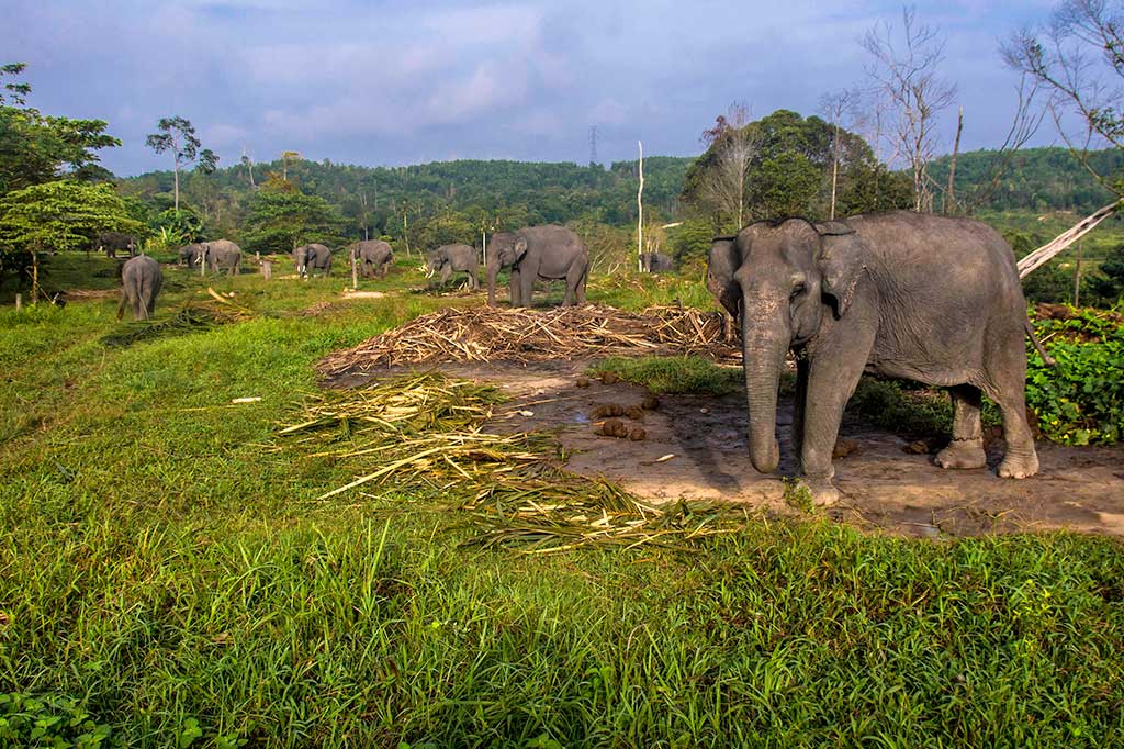 Pada 2001 PLG Riau mulai menempati lokasi sekarang yang berada di kawasan Taman Hutan Raya Sultan Syarif Hasyim II, Siak. Saat ini ada 16 gajah Sumatra yang ada di tempat itu, 11 di antaranya merupakan gajah jantan.