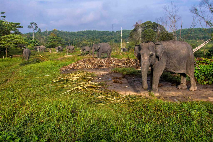 Pada 2001 PLG Riau mulai menempati lokasi sekarang yang berada di kawasan Taman Hutan Raya Sultan Syarif Hasyim II, Siak. Saat ini ada 16 gajah Sumatra yang ada di tempat itu, 11 di antaranya merupakan gajah jantan.