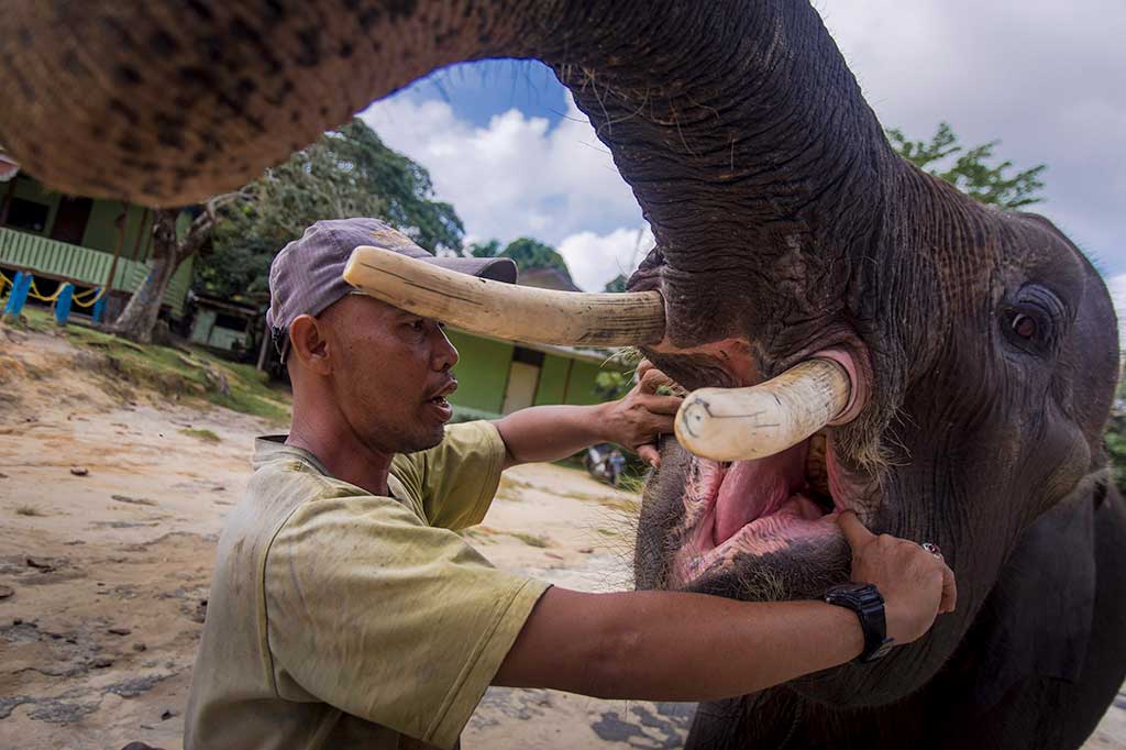 Sebagian gajah di PKG awalnya merupakan gajah liar yang diselamatkan. Mereka setiap hari terus dipantau kesehatannya oleh sekitar 30 pawang (mahout) dan tenaga medis, bahkan rutin tiap tiga bulan diberi obat.
