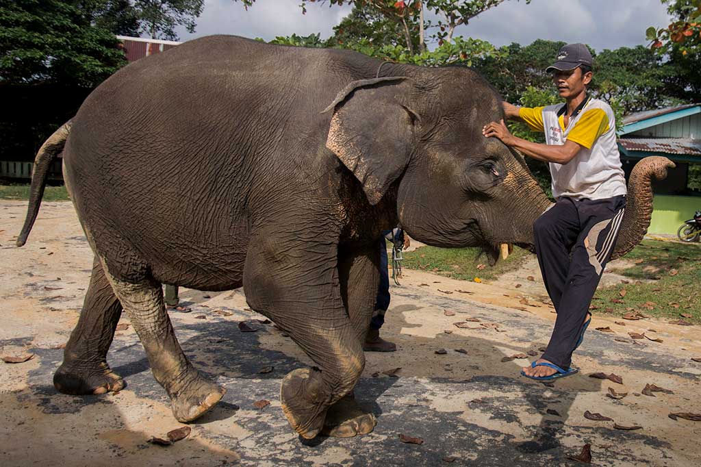 Gajah tersebut kini jinak, bahkan ada yang pandai beratraksi dan akrab dengan manusia. Kelompok gajah tersebut juga kerap diterjunkan ke lapangan ketika terjadi konflik manusia dengan gajah liar. Berbagi ruang untuk satwa bongsor itu sebelumnya seakan hanya sebuah fantasi, namun harapan itu akan terus dijaga di PKG Riau.