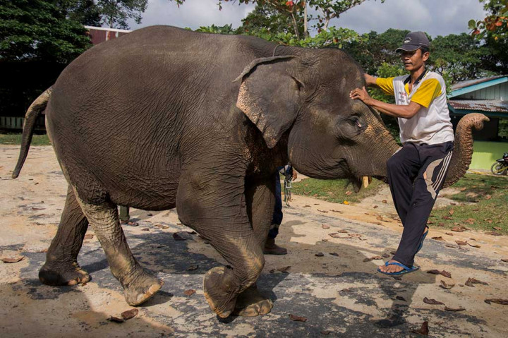 Gajah tersebut kini jinak, bahkan ada yang pandai beratraksi dan akrab dengan manusia. Kelompok gajah tersebut juga kerap diterjunkan ke lapangan ketika terjadi konflik manusia dengan gajah liar. Berbagi ruang untuk satwa bongsor itu sebelumnya seakan hanya sebuah fantasi, namun harapan itu akan terus dijaga di PKG Riau.