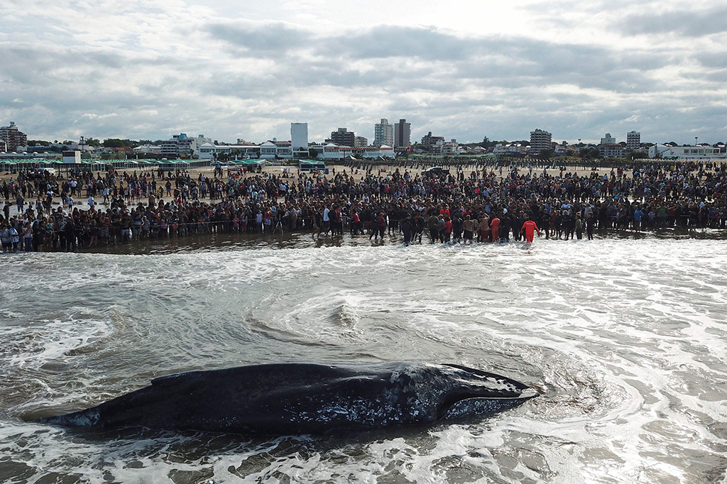 Paus sepanjang 10 meter ini terdampar selama tiga hari sejak 7 April di Pantai Punta Mogotes, Mar de Plata, Argentina.