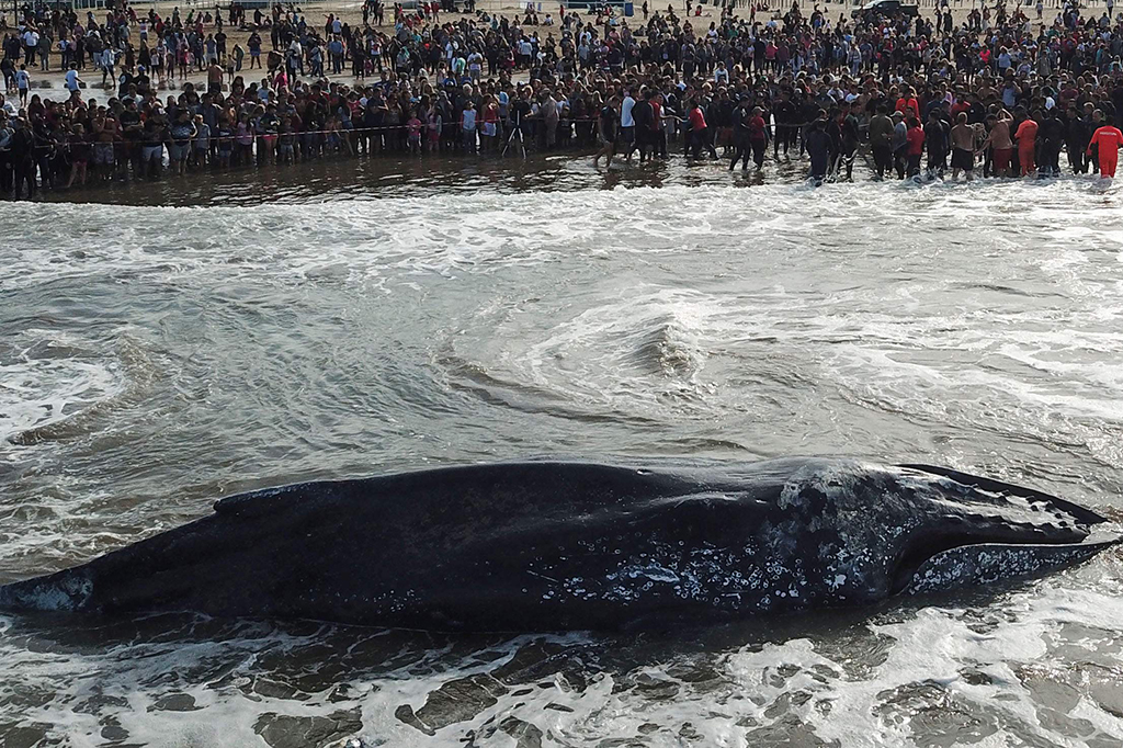 Sejumlah relawan dan Anggota Angkatan Laut Argentina berusaha mendorong paus ke laut saat air pasang. Petugas juga menggunakan alat berat untuk mengangkat bangkai paus bungkuk yang mati setelah terdampar.
