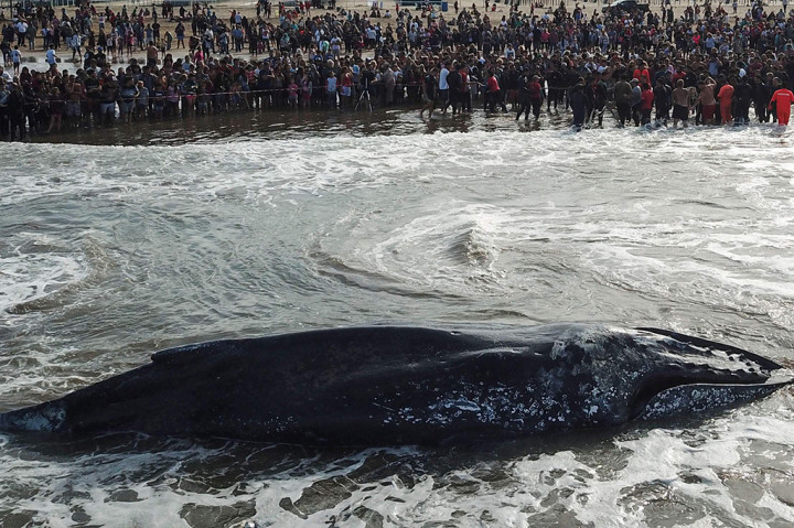 Sejumlah relawan dan Anggota Angkatan Laut Argentina berusaha mendorong paus ke laut saat air pasang. Petugas juga menggunakan alat berat untuk mengangkat bangkai paus bungkuk yang mati setelah terdampar.
