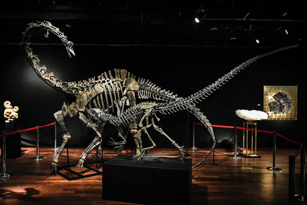 Kerangka dua dinosaurus masa Jurassic berusia 161-145 tahun SM, Diplodocus (belakang) dan Allosaurus ditampilkan sebelum dilelang di rumah lelang Drouot, Paris, Selasa, 10 April 2018. Hari ini kerangka makhluk purba tersebut dilelang untuk umum.