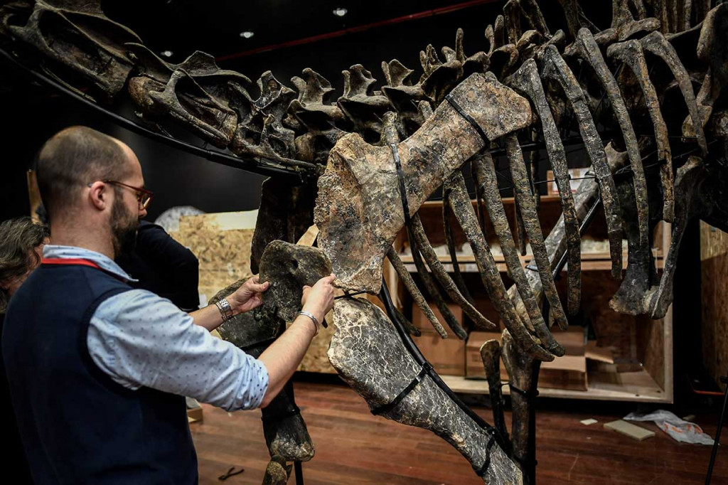 Allosaurus yang mulai dijual pada Rabu, 11 April 2018, di antara 87 banyak artefak alami ialah dinosaurus terkecil dengan panjang 3,8 meter. Harganya diperkirakan akan mencapai 650 ribu euro. Sementara itu, Diplodocus-- meskipun lebih besar dengan panjang 12 meter dari hidung ke ekor--dipatok dengan harga 450 ribu-500 ribu euro.