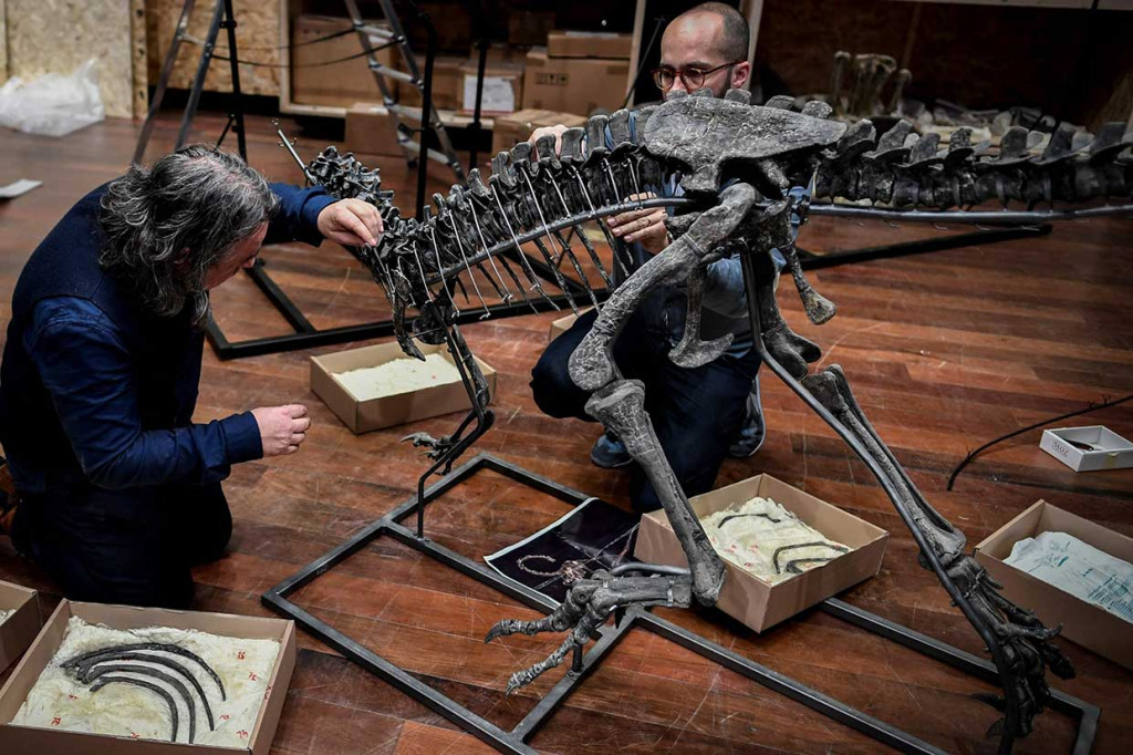 Karnivora seperti Allosaurus sering kali berharga lebih mahal daripada herbivora. Harganya juga naik jika kerangkanya menunjukkan jejak perkelahian atau penyakit yang tidak dapat disembuhkan, dan juga jika dianggap langka, memiliki persentase tinggi tulang yang terverifikasi, atau tengkorak yang sangat mengesankan.