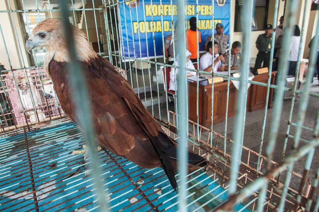 Petugas Polda Daerah Istimewa Yogyakarta (DIY) dan Balai Konservasi Sumber Daya Alam DIY menunjukkan barang bukti burung dilindungi dan tersangka kasus jual beli satwa langka dan dilindungi saat jumpa pers di Polda DI Yogyakarta, Kamis, 12 April 2018. ANTARA/Andreas Fitri Atmoko