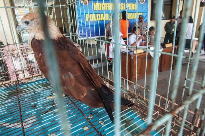 Petugas Polda Daerah Istimewa Yogyakarta (DIY) dan Balai Konservasi Sumber Daya Alam DIY menunjukkan barang bukti burung dilindungi dan tersangka kasus jual beli satwa langka dan dilindungi saat jumpa pers di Polda DI Yogyakarta, Kamis, 12 April 2018. ANTARA/Andreas Fitri Atmoko