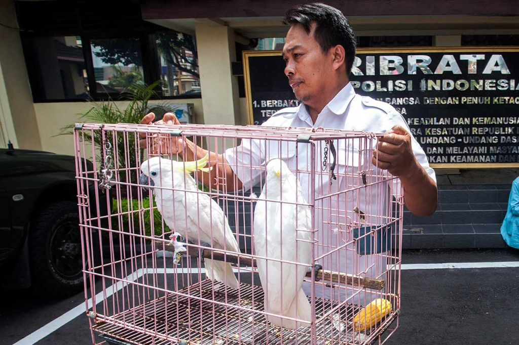 Sementara itu, tujuh burung dilindungi yang diamankan akan langsung dibawa ke Stasiun Flora Fauna (SFF) -Taman Hutan Raya Bunder, Gunung Kidul. ANTARA/Andreas Fitri Atmoko