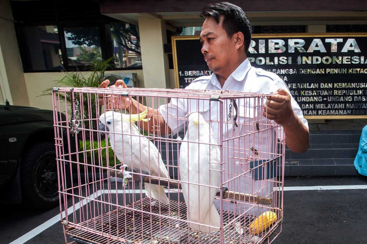 Sementara itu, tujuh burung dilindungi yang diamankan akan langsung dibawa ke Stasiun Flora Fauna (SFF) -Taman Hutan Raya Bunder, Gunung Kidul. ANTARA/Andreas Fitri Atmoko