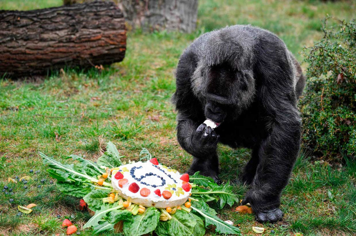 Fatou kemudian mencicipi kue ulang tahun tersebut.