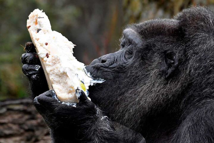 Fatou terlihat sangat bahagia saat melahap kue ultahnya.