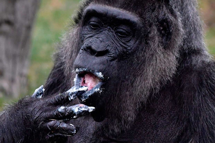 Fatou menjadi gorila tertua di dunia bersama Trudy, gorila betina lainnya yang tinggal di Kebun Binatang Little Rock, Arkansas, AS.